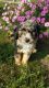 Aussie Doodles Puppies for sale in Odon, IN 47562, USA. price: NA