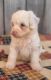 Aussie Doodles Puppies for sale in Nathalie, VA 24577, USA. price: $750