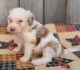 Aussie Doodles Puppies for sale in Nathalie, VA 24577, USA. price: NA