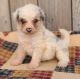 Aussie Doodles Puppies for sale in Nathalie, VA 24577, USA. price: $750