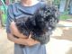 Aussie Doodles Puppies for sale in Jacksonville, TX 75766, USA. price: $800