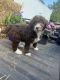 Aussie Doodles Puppies for sale in Russell, IA 50238, USA. price: $400