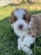 Aussie Doodles Puppies for sale in Malta, ID 83342, USA. price: $1,200