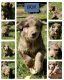 Aussie Doodles Puppies for sale in Montrose, CO, USA. price: $900