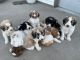 Aussie Doodles Puppies for sale in Lowry, MN 56349, USA. price: NA