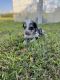 Aussie Doodles Puppies for sale in Camp Douglas, WI, USA. price: NA