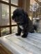 Aussie Doodles Puppies for sale in Hoquiam, WA, USA. price: NA