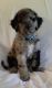 Aussie Doodles Puppies for sale in Cleveland, GA 30528, USA. price: $500