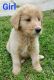 Aussie Doodles Puppies for sale in Lawrenceburg, KY 40342, USA. price: NA