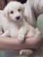 Aussie Doodles Puppies for sale in Mineral Bluff, GA 30559, USA. price: NA