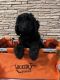 Aussie Doodles Puppies for sale in Cecilia, KY 42724, USA. price: $500