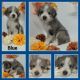 Aussie Doodles Puppies for sale in Salem, OR, USA. price: $1,500