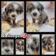 Aussie Doodles Puppies for sale in Salem, OR, USA. price: NA