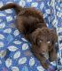 Aussie Doodles Puppies for sale in Eugene, OR, USA. price: NA