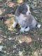 Aussie Doodles Puppies for sale in Mooresville, NC 28115, USA. price: $500