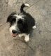 Aussie Doodles Puppies for sale in Kensington, OH 44427, USA. price: NA