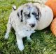 Aussie Doodles Puppies for sale in Colorado Springs, CO, USA. price: $4,000