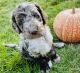 Aussie Doodles Puppies for sale in Colorado Springs, CO, USA. price: NA