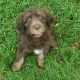 Aussie Doodles Puppies for sale in Footville, WI, USA. price: NA