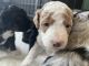 Aussie Doodles Puppies for sale in Fort Wayne, IN, USA. price: $1,400