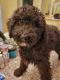Aussie Doodles Puppies for sale in Apple Valley, CA, USA. price: $500
