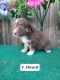 Aussie Doodles Puppies for sale in Nathalie, VA 24577, USA. price: $800