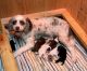 Aussie Doodles Puppies for sale in Little Falls, MN 56345, USA. price: NA
