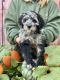 Aussie Doodles Puppies for sale in Coulee City, WA 99115, USA. price: NA