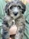 Aussie Doodles Puppies for sale in Coulee City, WA 99115, USA. price: $1,350