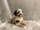 Aussie Doodles Puppies for sale in Fort Wayne, IN, USA. price: $1,500