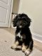 Aussie Doodles Puppies for sale in Philadelphia, PA 19141, USA. price: $800