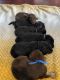 Aussie Doodles Puppies for sale in Medora, IL 62063, USA. price: $650
