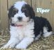 Aussie Doodles Puppies for sale in Montpelier, OH 43543, USA. price: NA