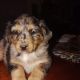 Aussie Doodles Puppies for sale in Goodman, MO 64843, USA. price: $550