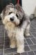 Aussie Doodles Puppies for sale in Ontario, CA, USA. price: $1,000