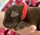 Aussie Doodles Puppies for sale in Lehigh Acres, FL, USA. price: $97,500