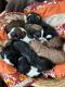 Aussie Doodles Puppies for sale in St Cloud, MN, USA. price: NA