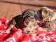 Aussie Doodles Puppies for sale in Reno, NV, USA. price: NA
