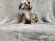 Aussie Doodles Puppies for sale in Fort Wayne, IN, USA. price: $800