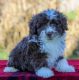 Aussie Doodles Puppies for sale in Dallas, TX, USA. price: NA