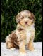 Aussie Doodles Puppies for sale in Jacksonville, FL, USA. price: NA
