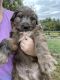 Aussie Doodles Puppies for sale in PT CHARLOTTE, FL 33948, USA. price: NA