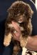 Aussie Doodles Puppies for sale in Baxley, GA 31513, USA. price: NA