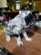 Aussie Doodles Puppies for sale in Coulterville, IL 62237, USA. price: $1,200