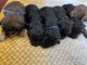 Aussie Doodles Puppies for sale in Medora, IL 62063, USA. price: $575