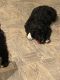 Aussie Doodles Puppies for sale in Hillsborough, NC 27278, USA. price: NA