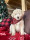 Aussie Doodles Puppies for sale in Rutherfordton, NC, USA. price: NA