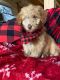 Aussie Doodles Puppies for sale in Rutherfordton, NC, USA. price: NA