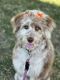 Aussie Doodles Puppies for sale in Tacoma, WA, USA. price: $2,000