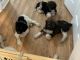 Aussie Doodles Puppies for sale in Newport, NC 28570, USA. price: $1,500